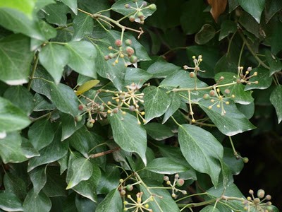 Ancient Robinia Foliage