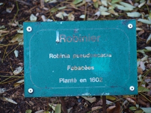 Robinia pseudoacacia label