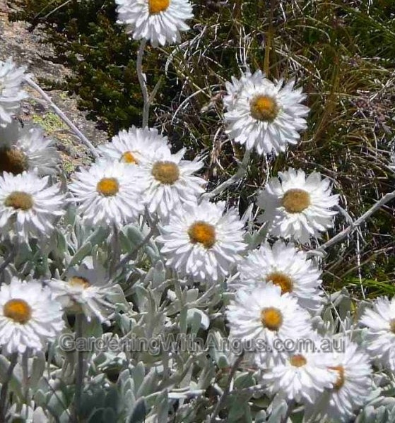 Alpine everlasting, Leucochrysum albicans