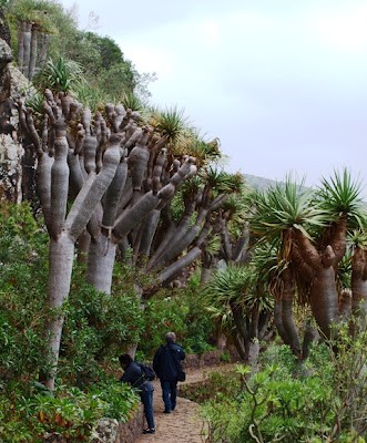 Dragon trees, Gran Canaria