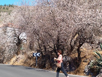 Flowering almonds near Ayacata