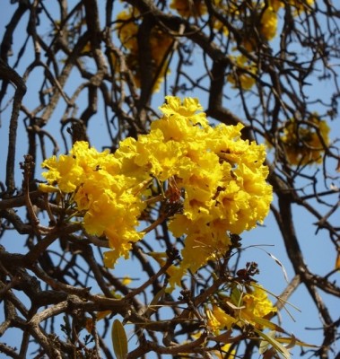 Golden bell tree, Tabebuia argentea in full bloom