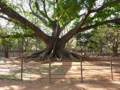 Huge, spreading buttress trunk of the white silk cotton tree, Ceiba pentandra