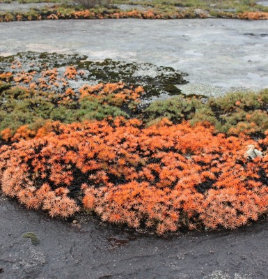 Sullivan Rock was covered with the glowing, coral autumn foliage of Borya constricta