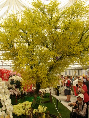 Another stunning yellow 'tree' at Chelsea 2012 but this one is made from hundreds of yellow orchid flowers