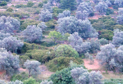 The beautiful Ionian landscape with grey-green olives and mastic (Pistacia lentiscus)