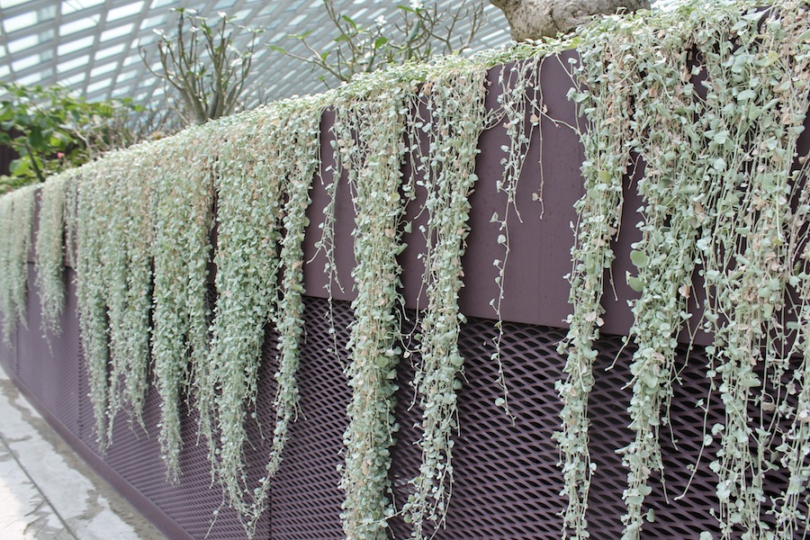 Dichondra Silver contrasting with the wall colour