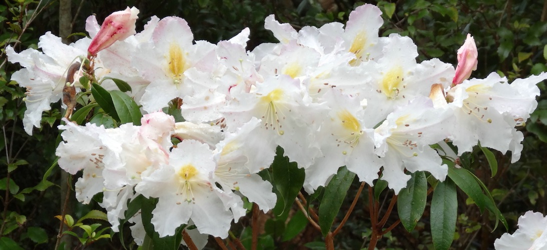 Rhododendron 'Charisma'