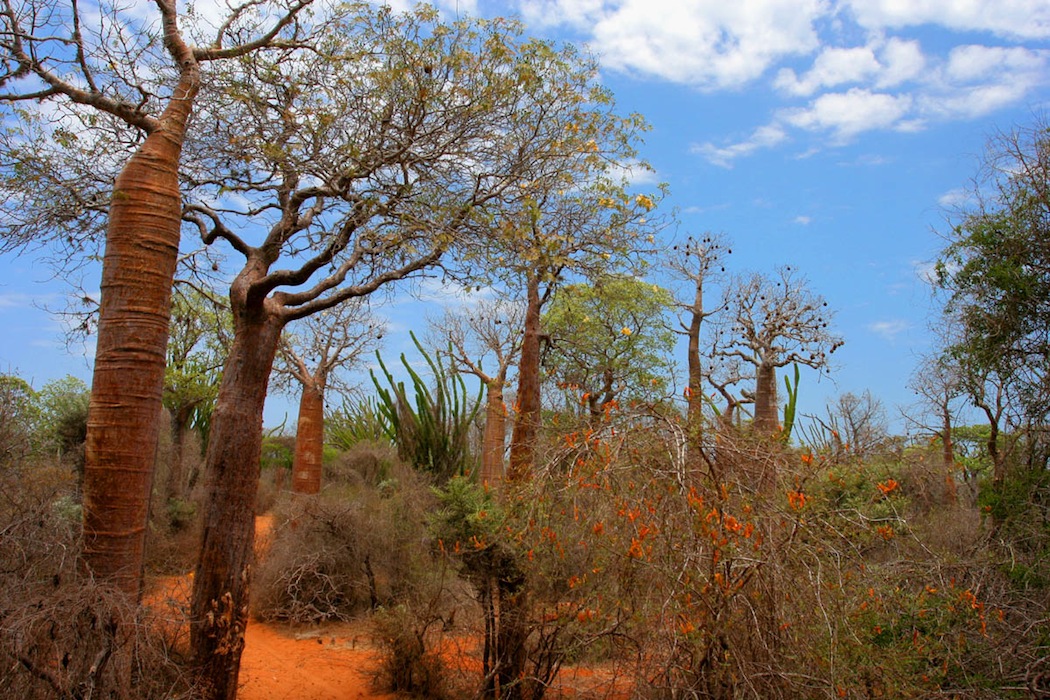 Spiny forest with baobabs, Ifaty, Madagascar