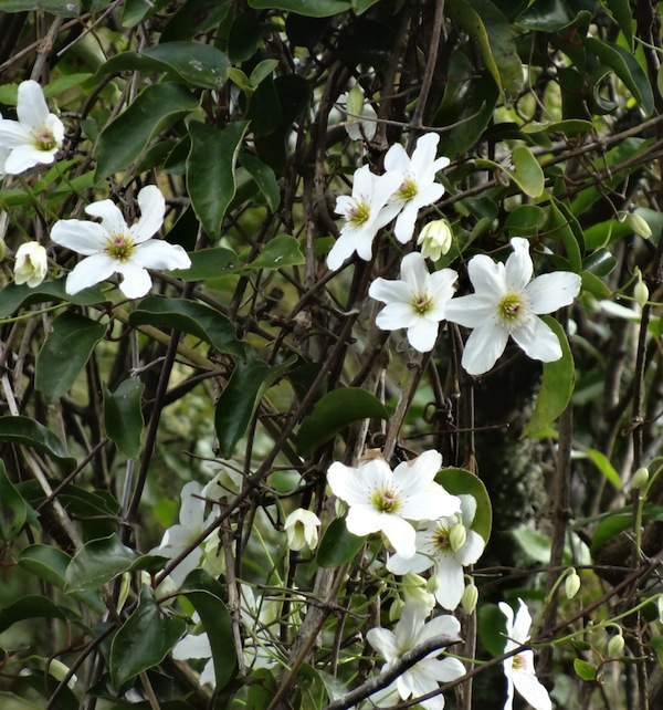 New Zealand white native clematis