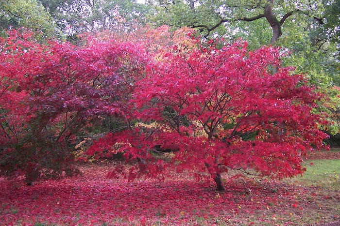 Over 2,000 specimens of maples of which they are over 300 Japanese maple cultivars