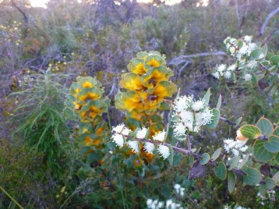 Wildflowers in WA