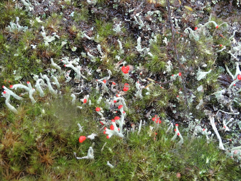 Fruiting lichen