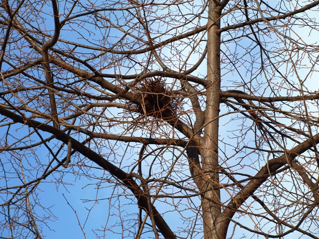 Promenade plantée bird nest