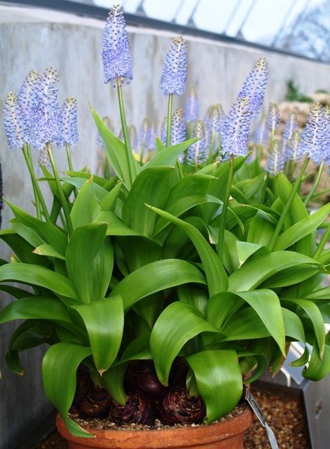 Lush foliage and upright flowers of Scilla madeirensis
