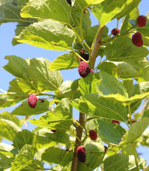 Mulberries in Emmy's garden