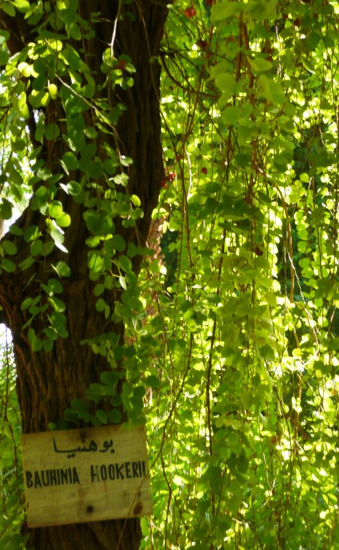 Bauhinia hookeri foliage - 2009 Aswan