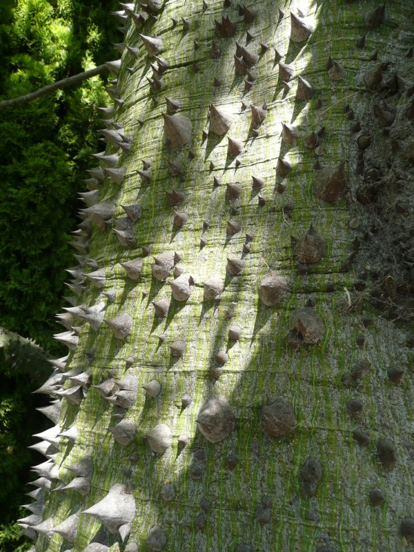 Chorisia speciosa thorny trunk