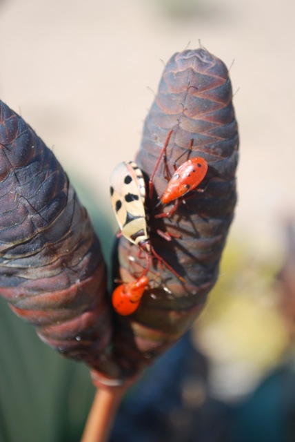The Welwitschia bug, Odontopus sexpunctatus