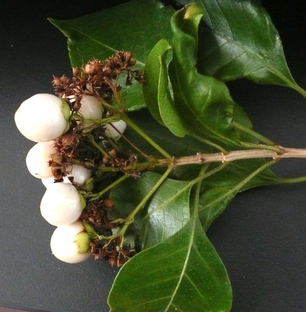 White fruits closeup