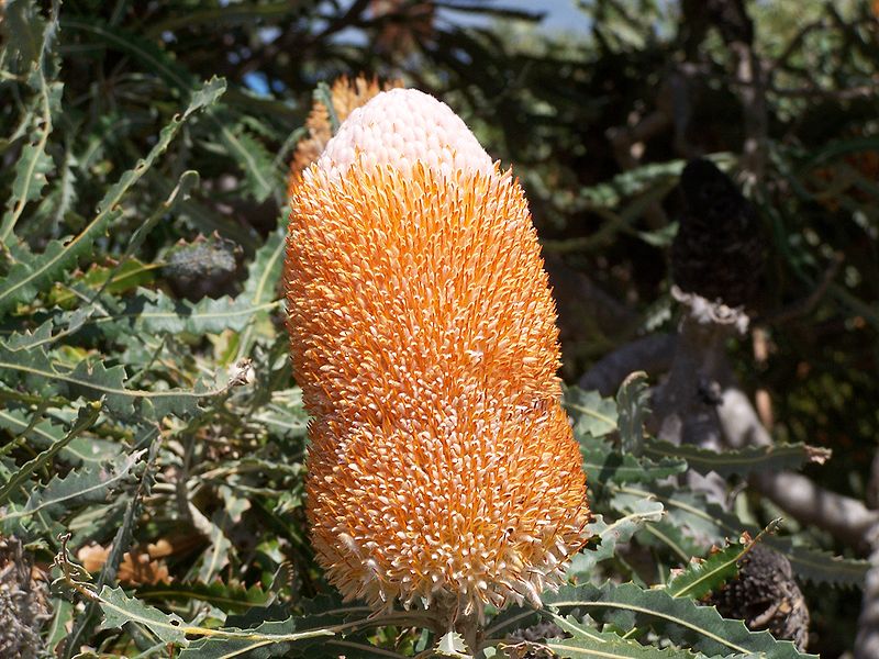 Acorn banksia, Banksia prionotes