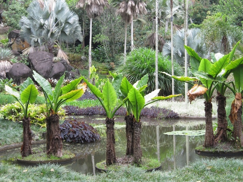 Floating palm islands at Burle Marx's Sitio