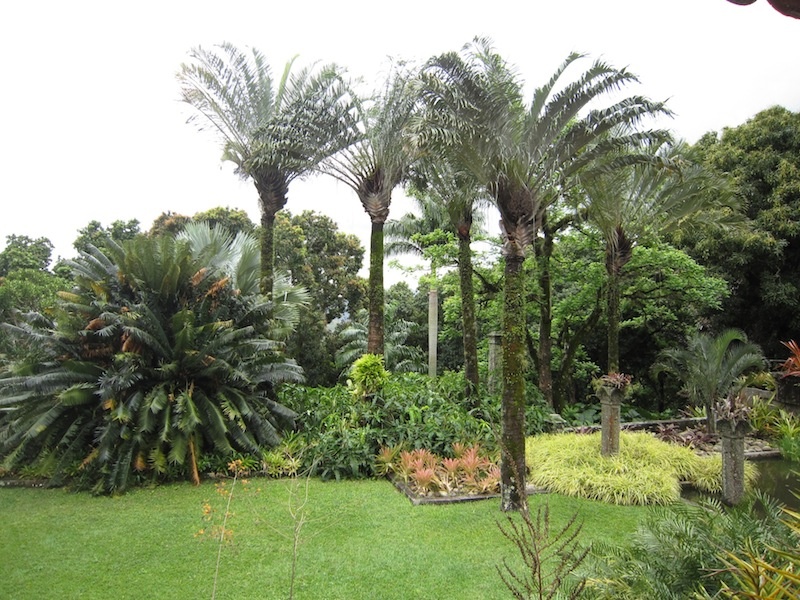 Palm dominated lawn at Roberto Burle Marx's Sitio