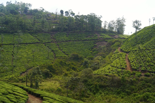 Tea plantation near Thekkady, Kerala