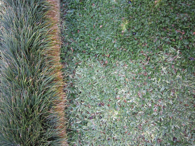 Burle Marx - Edmundo Cavanelas garden Stenotaphrum grass checkboard