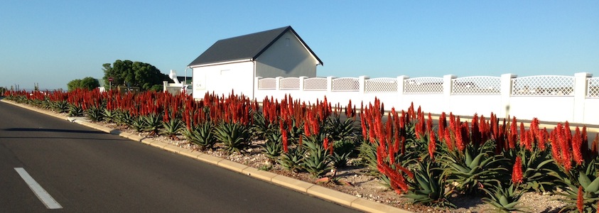 Aloes alongside roads