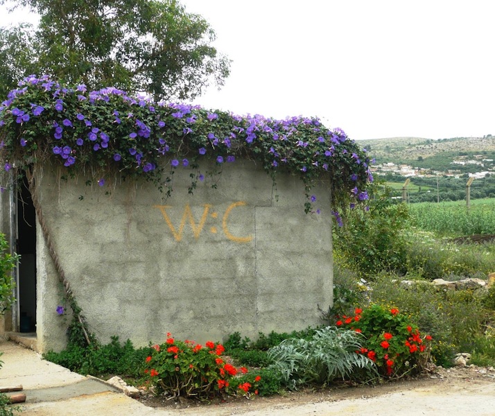 Even the WC at Volubilis is bedecked with flowers