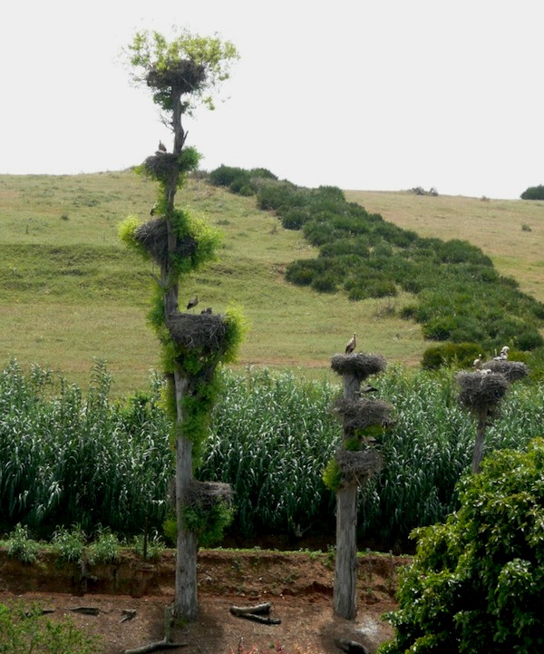 Storks nesting on denuded trees