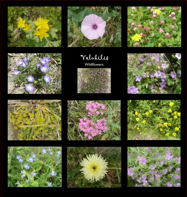 Volubilis flowers in my album