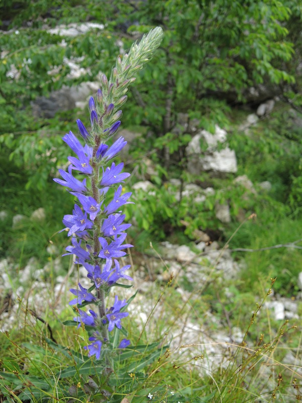 Campanula-spicata-in-the-Dolomites-forest