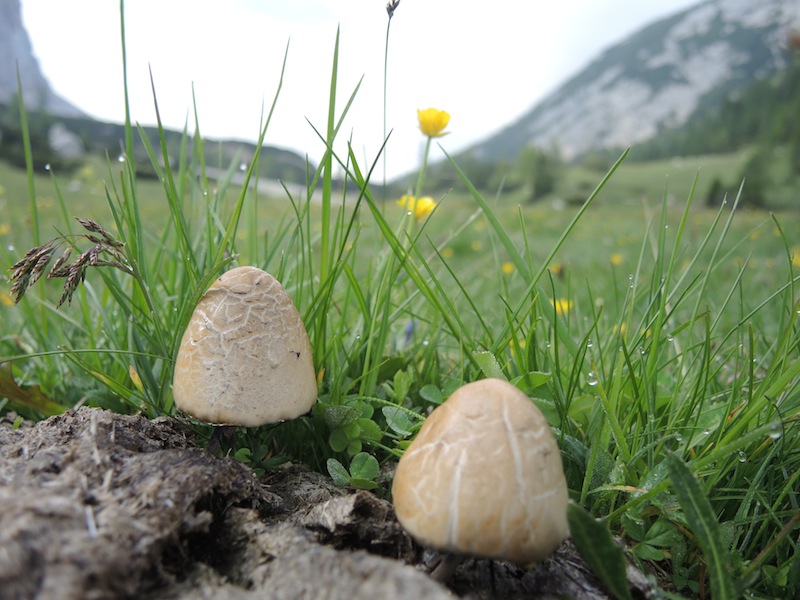 Mushrooms high alpine meadow Dolomites