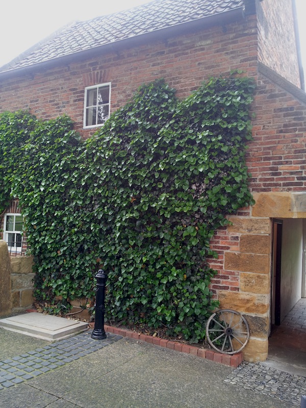 Ivy on the wall of Captain Cook's Cottage Fitzroy gardens Melbourne