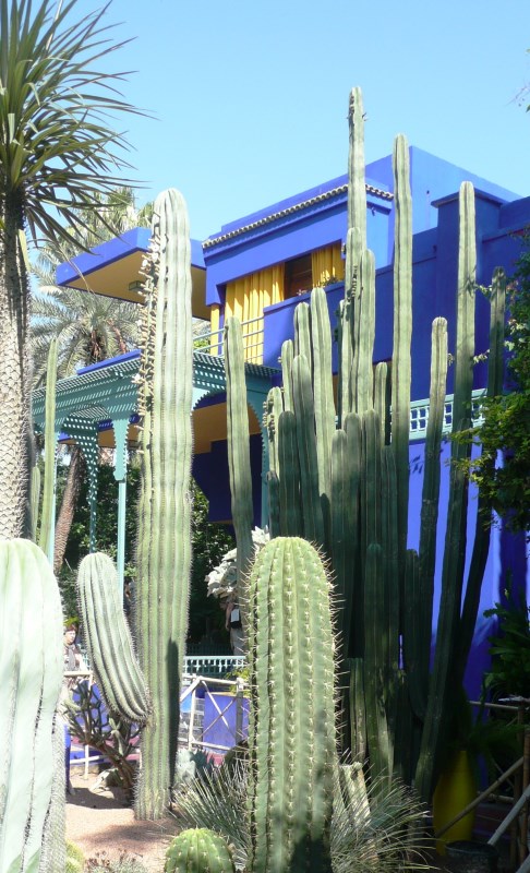 Jardin Majorelle cactus collection