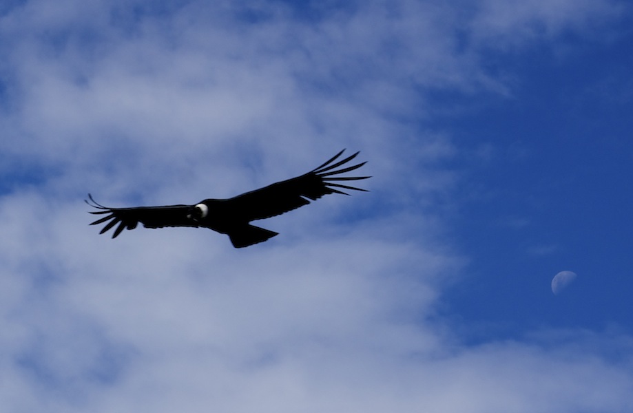 Condor doing 'fly bys'