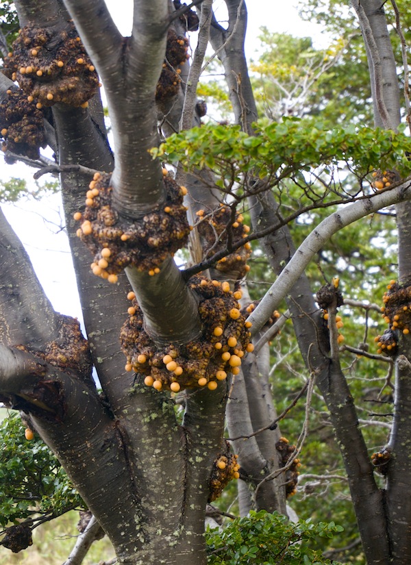 Fungus Cyttara darwinii growing on Nothofagus trees