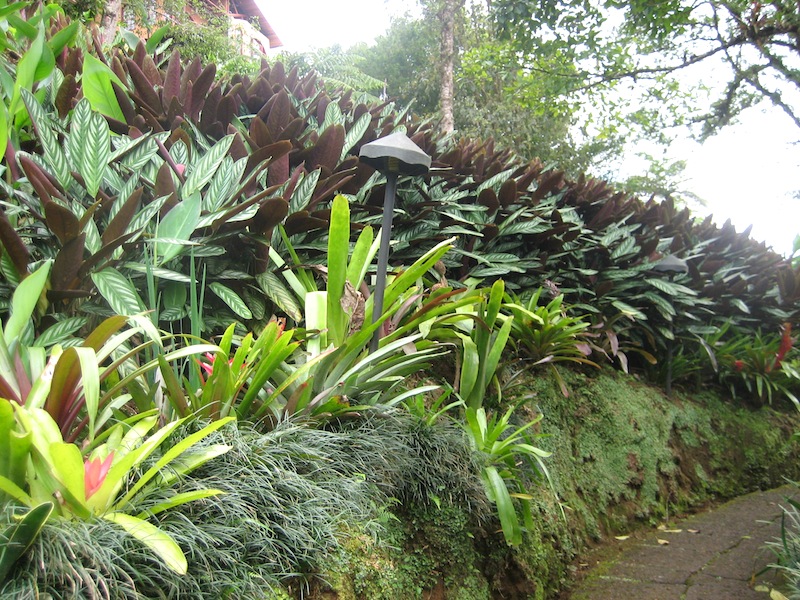 Bank of bromeliads, grasses and prayer plant