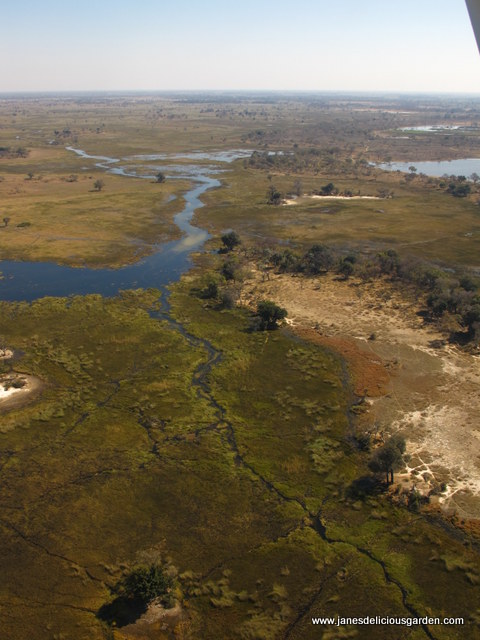 Botswana delta