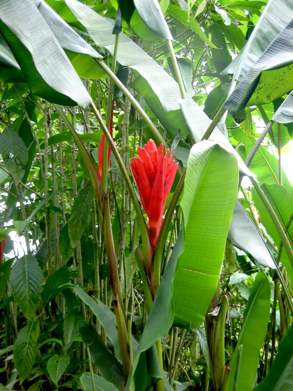 Musa coccinea, the red banana
