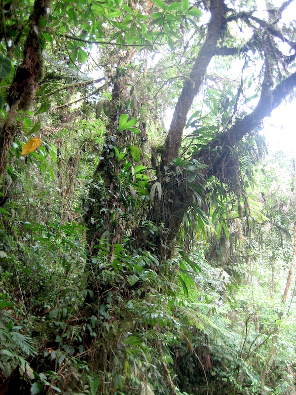 Tree dripping with epiphytes in the wild area of La Paz