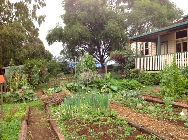 My new vegetable garden