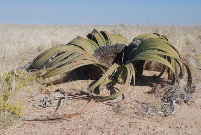 The world's ugliest plant in Namibia