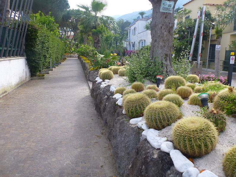Cactus plants on the streets of Ischia, Italy