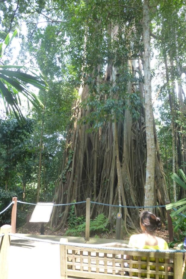Ficus kerkhovenii, Johore fig – a critically-endangered ‘strangler’ fig in the rainforest section