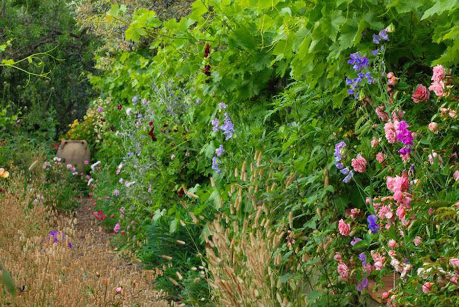 Native grasses and sweet peas in the Rose Walk at La Pietra Rossa in early June – Photo & design Maurizio Usai