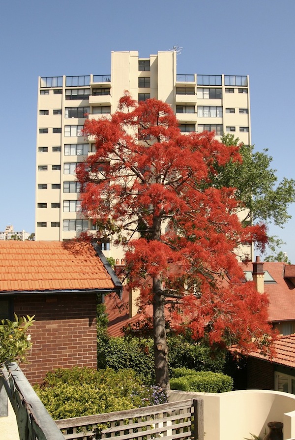 Dry spring deciduous Illawarra Flame Tree growing in Sydney