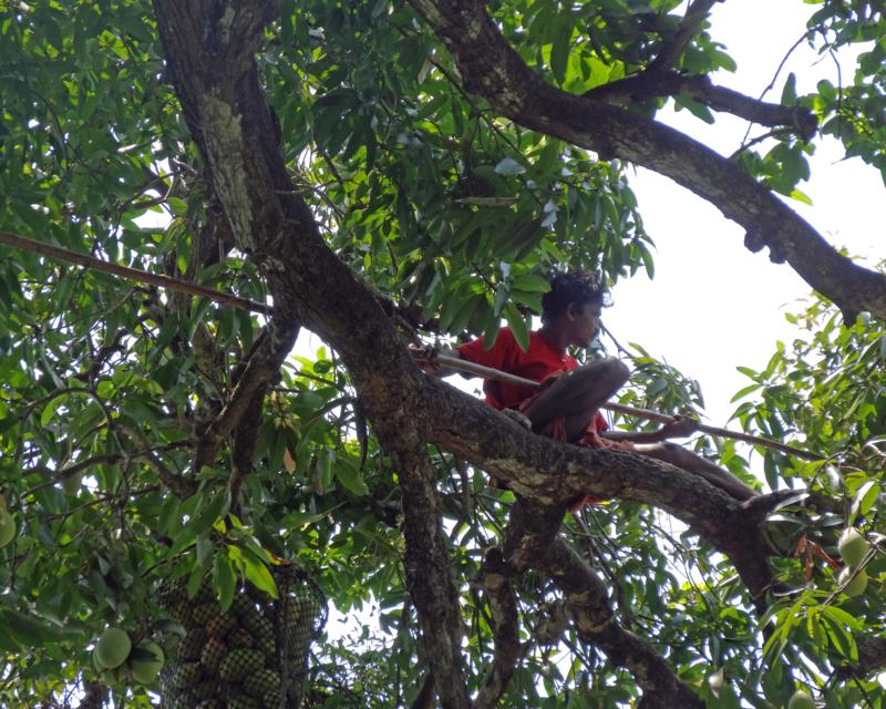 The mango picker perched on the branch, high up the tree.